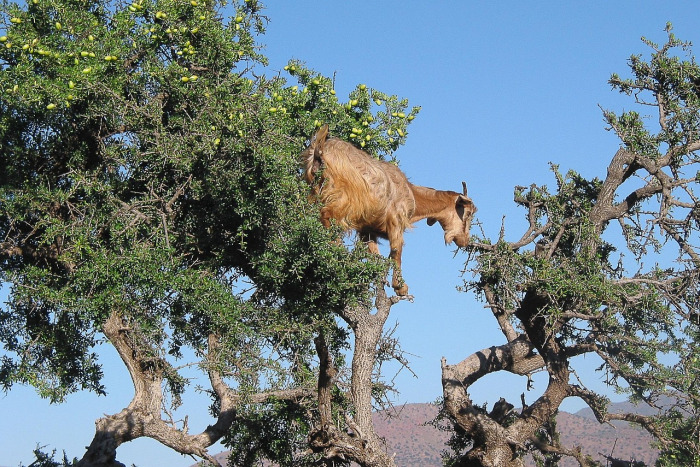 argan oil