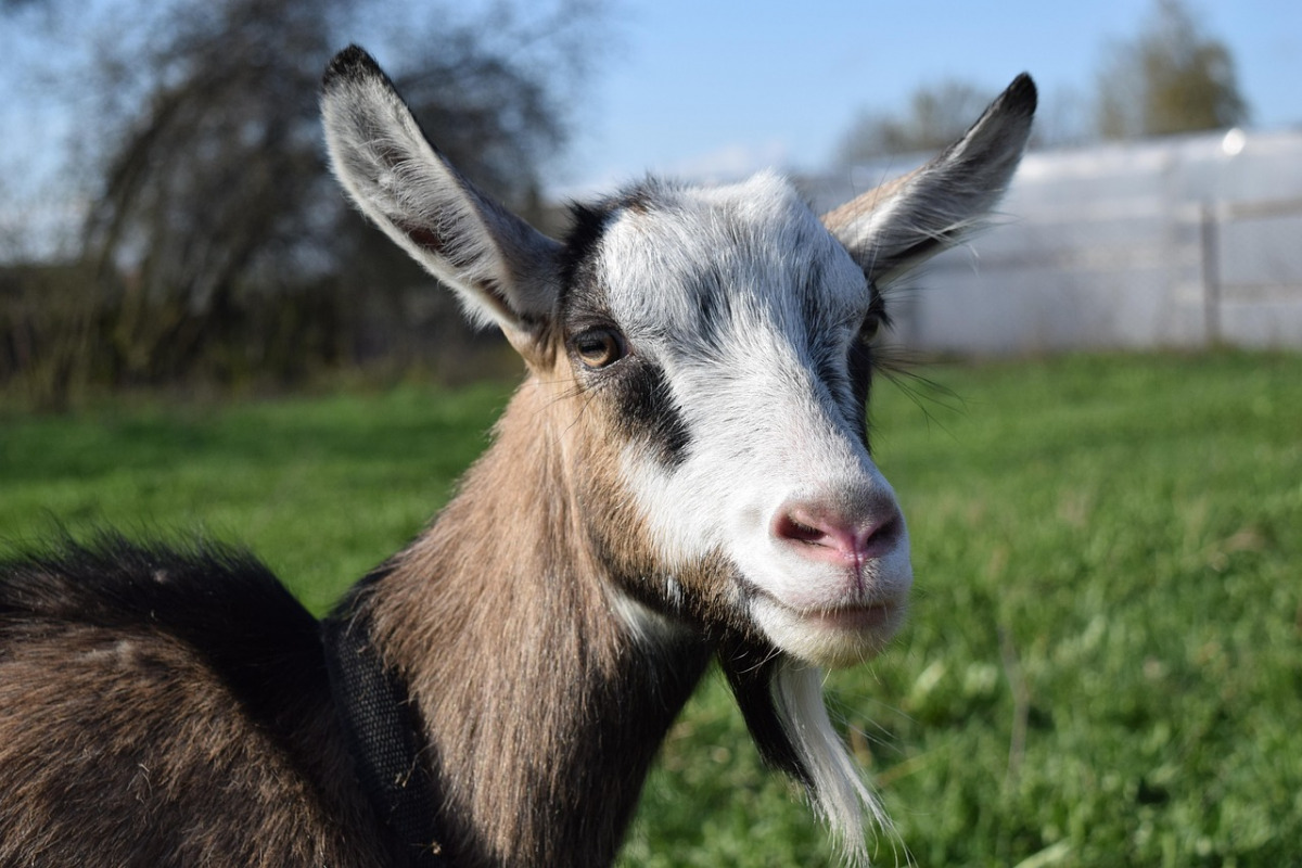 goat milk natural farm