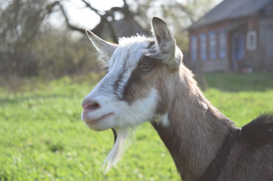 goat milk
